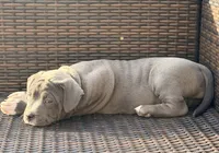 Bella, a female American Bully for sale in Bloomington, IL – Photo 2 of 5