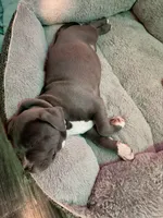 Bella - XL American Bully - ABKC Registered, a female American Bully for sale in Bloomington, IL – Photo 5 of 10