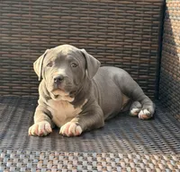 Bella, a female American Bully for sale in Bloomington, IL – Photo 3 of 5