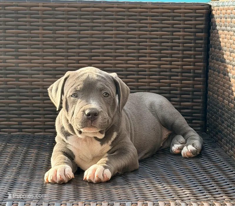 Bella – American Bully puppy for sale in Bloomington, IL
