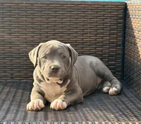 Bella, a female American Bully for sale in Bloomington, IL – Photo 1 of 5