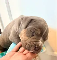 Tank, a male American Bully for sale in Bloomington, IL – Photo 5 of 10