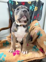 Tank, a male American Bully for sale in Bloomington, IL – Photo 9 of 9