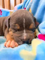 Tank, a male American Bully for sale in Bloomington, IL – Photo 3 of 10