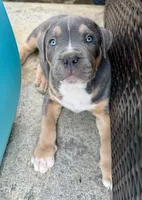 Tank-XL-ABKC, a male American Bully for sale in Bloomington, IL – Photo 3 of 10