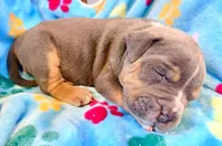 Tank, a male American Bully for sale in Bloomington, IL – Photo 9 of 10