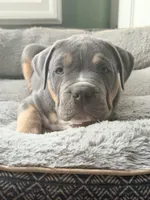 Tank-XL-ABKC, a male American Bully for sale in Bloomington, IL – Photo 2 of 10