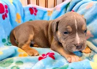 Tank, a male American Bully for sale in Bloomington, IL – Photo 1 of 10