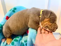 Tank, a male American Bully for sale in Bloomington, IL – Photo 2 of 10