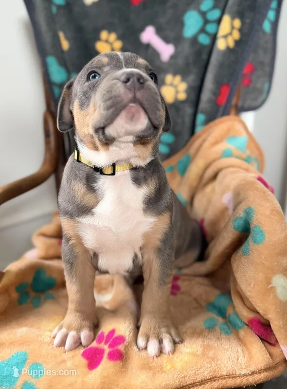 Tank – American Bully puppy for sale in Bloomington, IL