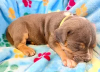 Tank, a male American Bully for sale in Bloomington, IL – Photo 6 of 10