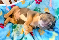 Tank, a male American Bully for sale in Bloomington, IL – Photo 8 of 10