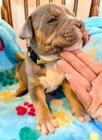 Tank, a male American Bully for sale in Bloomington, IL – Photo 4 of 10