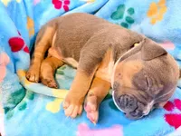 Tank, a male American Bully for sale in Bloomington, IL – Photo 10 of 10