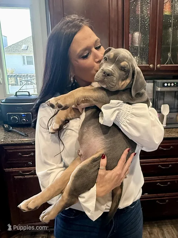 Tank – American Bully puppy for sale in Bloomington, IL
