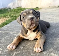 Tank, a male American Bully for sale in Bloomington, IL – Photo 2 of 9