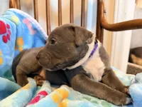 Princess, a female American Bully for sale in Bloomington, IL – Photo 3 of 6