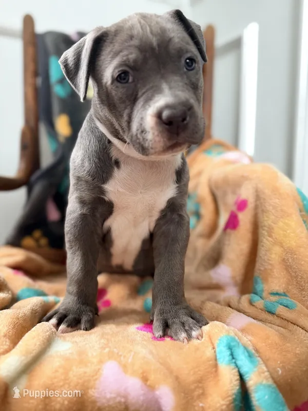Princess – American Bully puppy for sale in Bloomington, IL