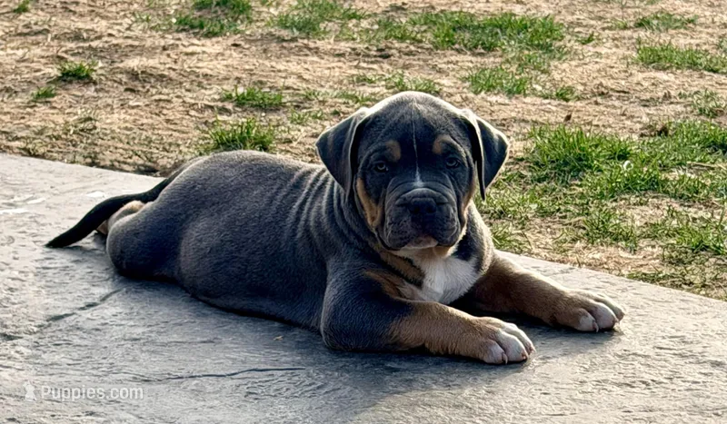 Tank – American Bully puppy for sale in Bloomington, IL