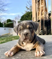 Tank, a male American Bully for sale in Bloomington, IL – Photo 3 of 9