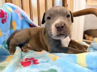 Princess, a female American Bully for sale in Bloomington, IL – Photo 2 of 6