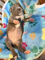 Princess, a female American Bully for sale in Bloomington, IL – Photo 6 of 6