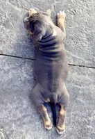 Tank, a male American Bully for sale in Bloomington, IL – Photo 7 of 9