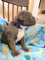 Princess, a female American Bully for sale in Bloomington, IL – Photo 4 of 6