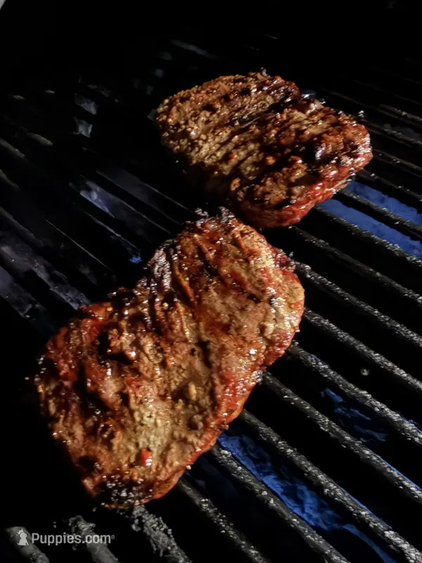 Princess – American Bully puppy for sale in Bloomington, IL