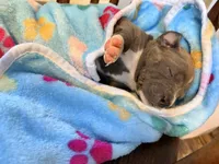 Princess, a female American Bully for sale in Bloomington, IL – Photo 5 of 6
