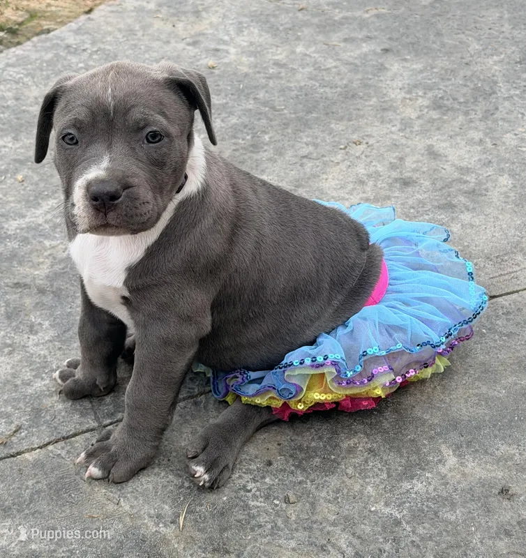 Princess – American Bully puppy for sale in Bloomington, IL
