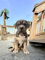 Tank, a male American Bully for sale in Bloomington, IL – Photo 4 of 9