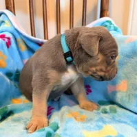 Max, a male American Bully for sale in Bloomington, IL – Photo 4 of 10