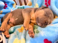 Max, a male American Bully for sale in Bloomington, IL – Photo 9 of 10