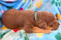 Max, a male American Bully for sale in Bloomington, IL – Photo 6 of 10