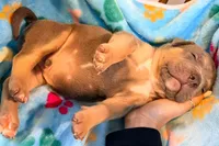 Max, a male American Bully for sale in Bloomington, IL – Photo 7 of 10