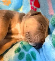 Max, a male American Bully for sale in Bloomington, IL – Photo 8 of 10