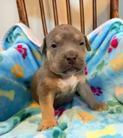 Max, a male American Bully for sale in Bloomington, IL – Photo 1 of 10