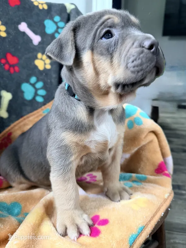 Max – American Bully puppy for sale in Bloomington, IL