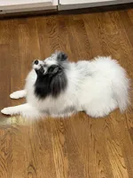 Bleu, a male Pomeranian for sale in Greenville, SC – Photo 4 of 6