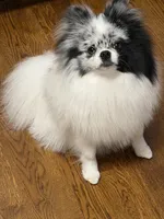 Bleu, a male Pomeranian for sale in Greenville, SC – Photo 2 of 6