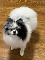 Bleu, a male Pomeranian for sale in Greenville, SC – Photo 3 of 6