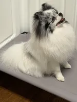 Bleu, a male Pomeranian for sale in Greenville, SC – Photo 1 of 6