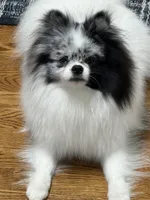 Bleu, a male Pomeranian for sale in Greenville, SC – Photo 5 of 6