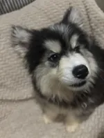 Glacier, a female Siberian Husky for sale in Rogersville, TN – 4 of 10