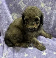 Michael, a male Poodle - Standard  for sale in Rogersville, TN – 4 of 10