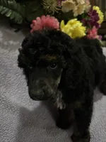 Dior, a male Poodle - Standard  for sale in Rogersville, TN – 6 of 6