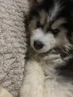 Denali, a male Siberian Husky for sale in Rogersville, TN – 6 of 10