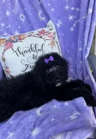 Maisie, a female Bernedoodle for sale in Rogersville, TN – 5 of 7