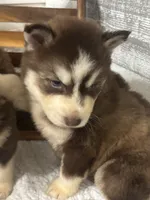 Lord Farquart, a male Siberian Husky for sale in Rogersville, TN – 2 of 8